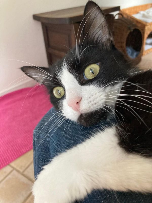 jules - Chat Européen à adopter - photo 3