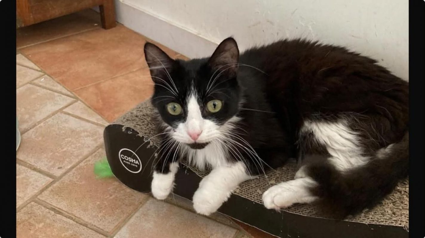 jules - Chat Européen à adopter