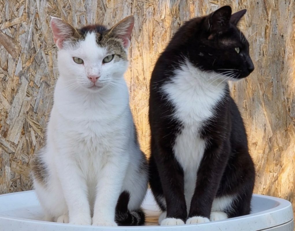 Harley - Chat à adopter - photo 3