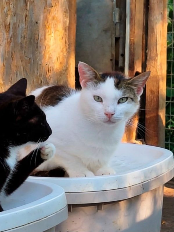 Harley - Chat à adopter - photo 2
