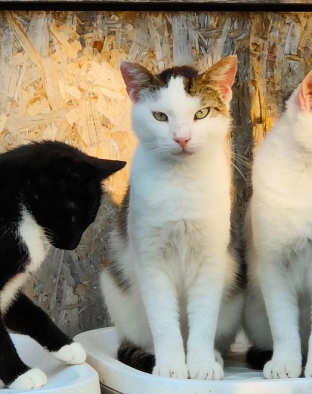Harley - Chat à adopter