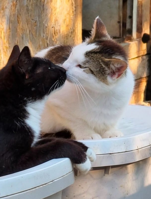 Harley - Chat à adopter - photo 5