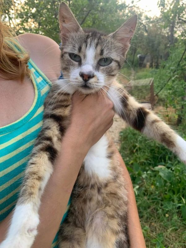 Elois - Chat à adopter