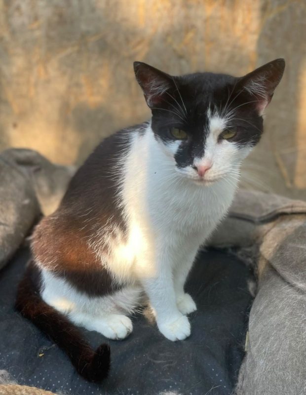 Scarlett - Chat à adopter