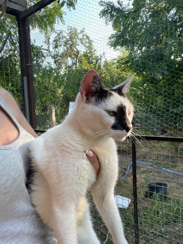 Alya - Chat à adopter - photo 2