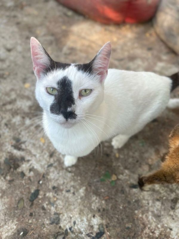 Alya - Chat à adopter