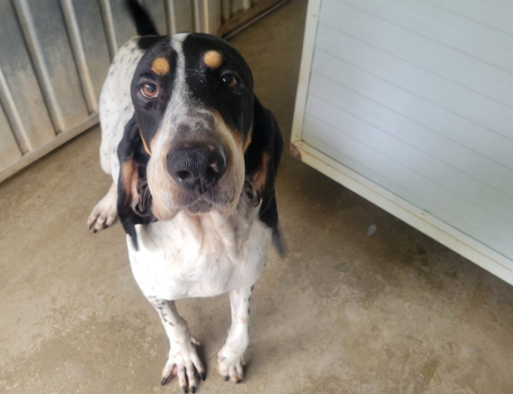 Franky - Chien Ariégeois à adopter