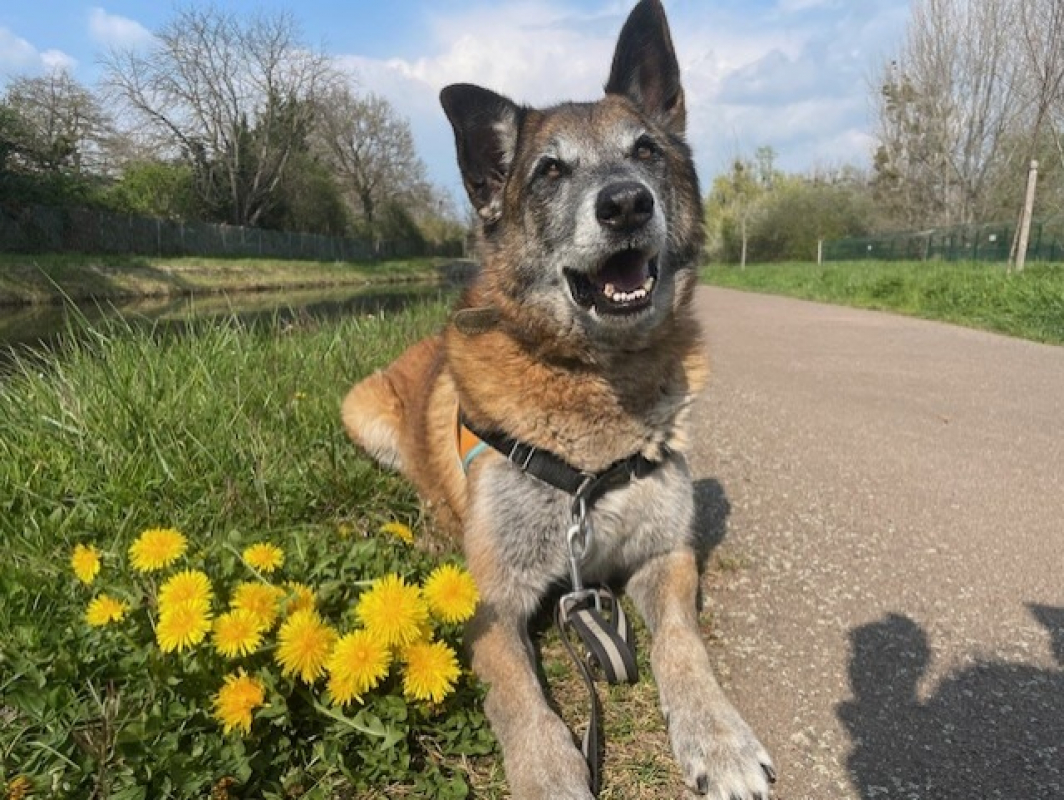 Check - Chien Berger Belge Malinois à adopter