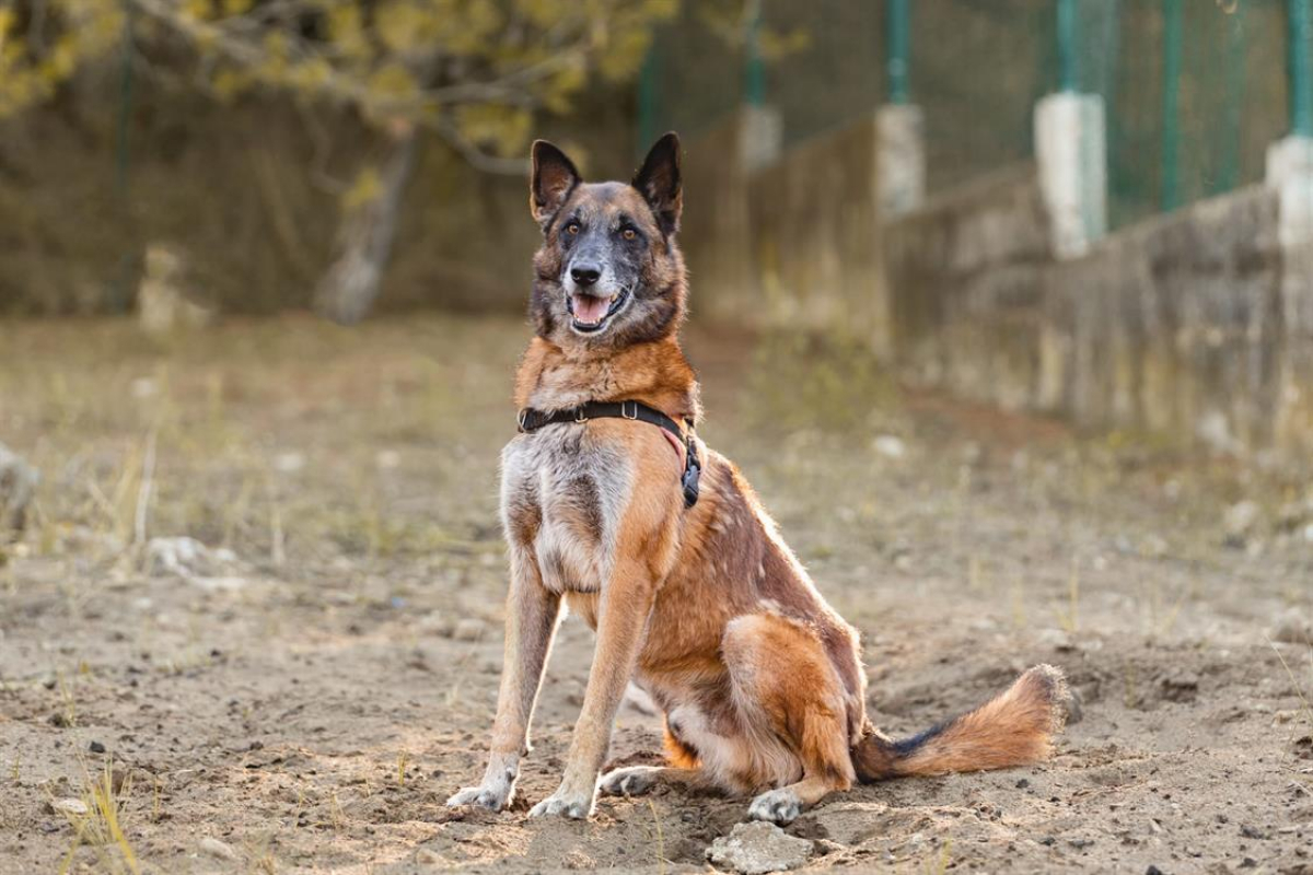 Check - Chien Berger Belge Malinois à adopter - photo 2