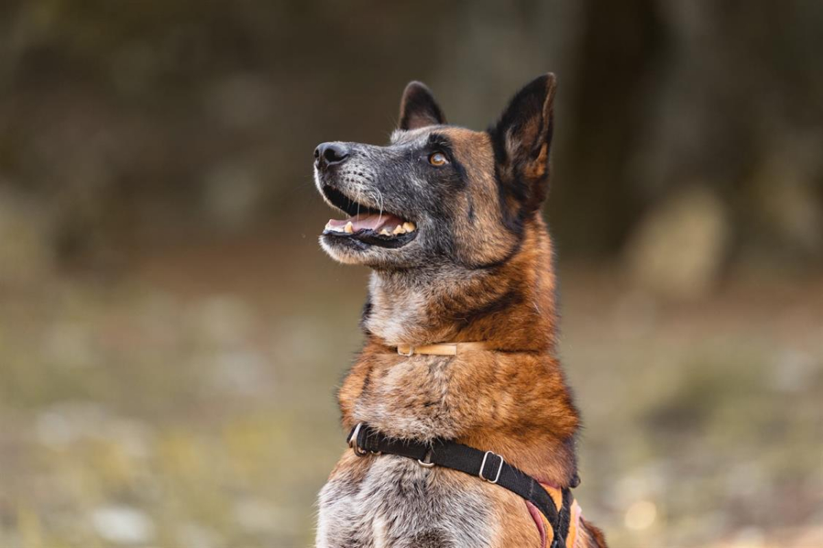 Check - Chien Berger Belge Malinois à adopter - photo 3