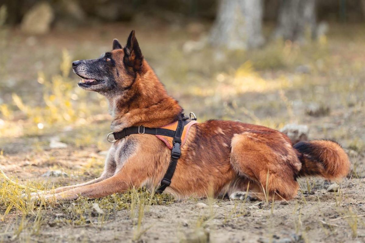 Check - Chien Berger Belge Malinois à adopter - photo 4