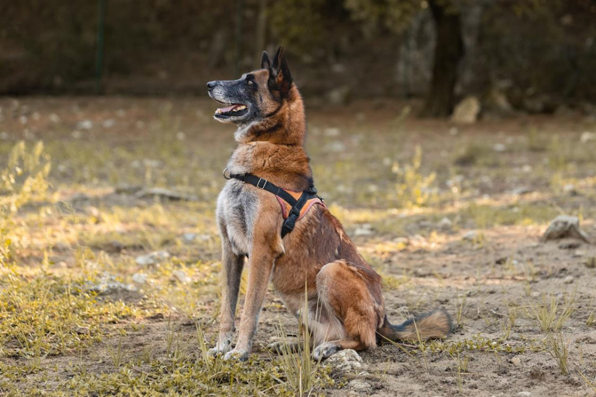 Check - Chien Berger Belge Malinois à adopter - photo 5