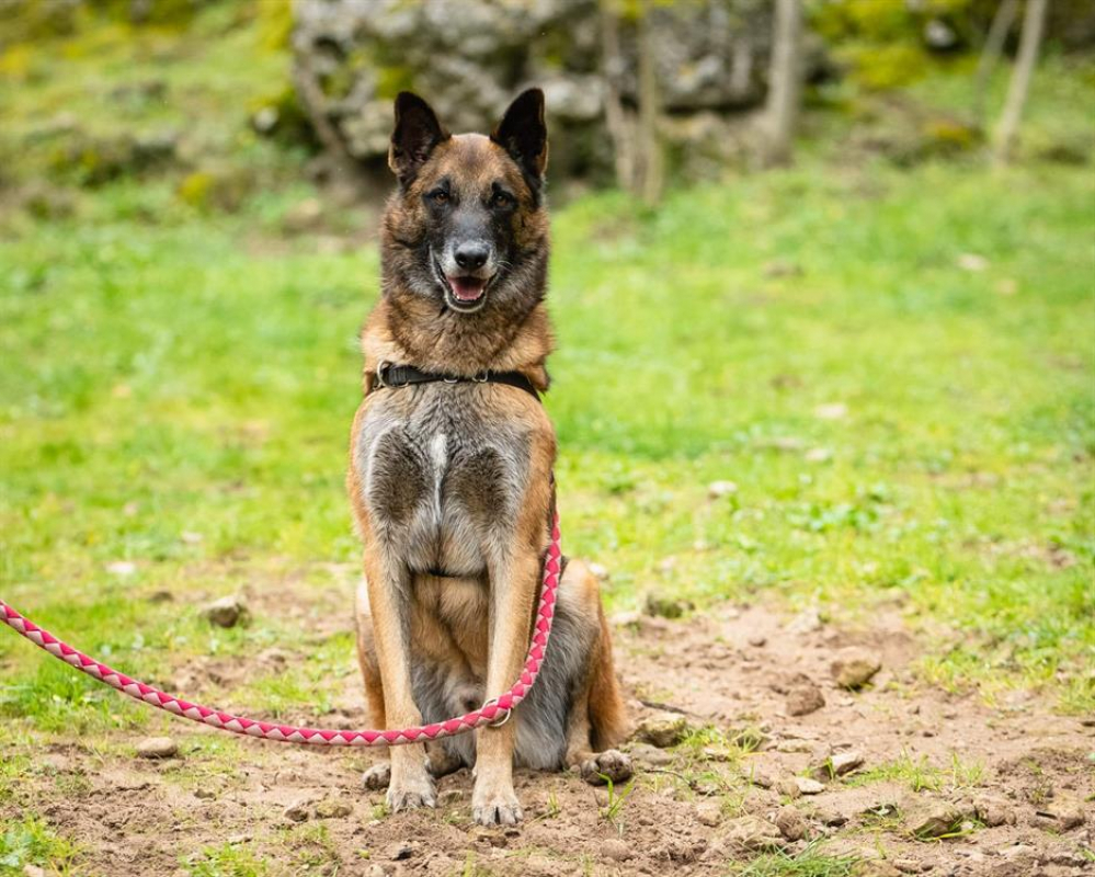 Check - Chien Berger Belge Malinois à adopter - photo 6
