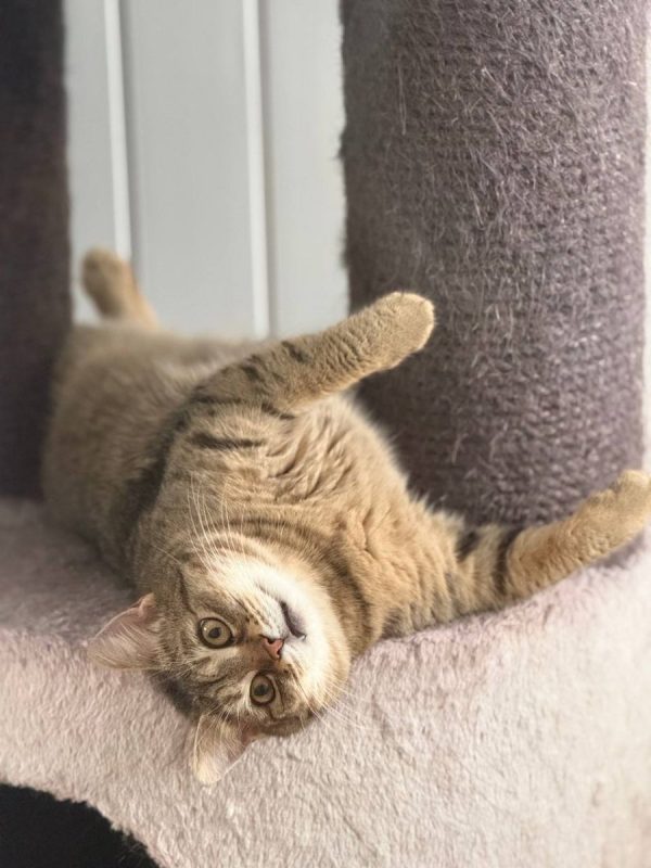 Lisbeth - Chat à adopter - photo 7