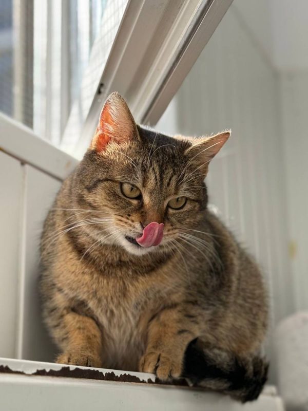 Lisbeth - Chat à adopter - photo 3