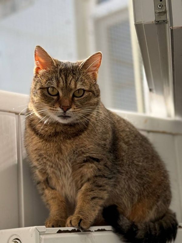 Lisbeth - Chat à adopter