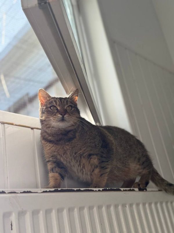Lisbeth - Chat à adopter - photo 6