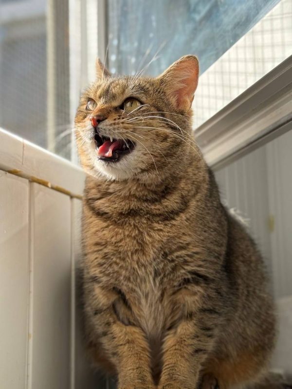 Lisbeth - Chat à adopter - photo 8
