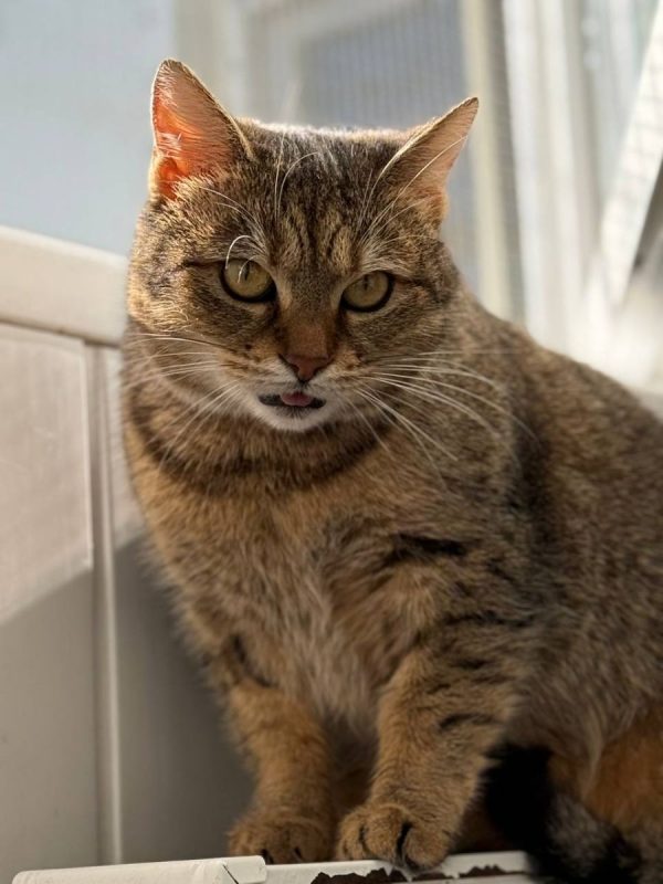 Lisbeth - Chat à adopter - photo 5
