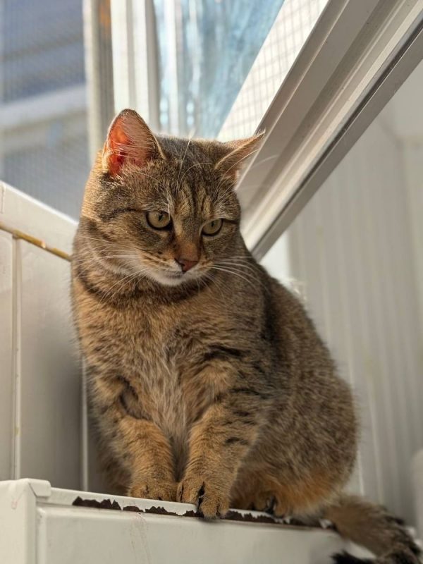 Lisbeth - Chat à adopter - photo 4
