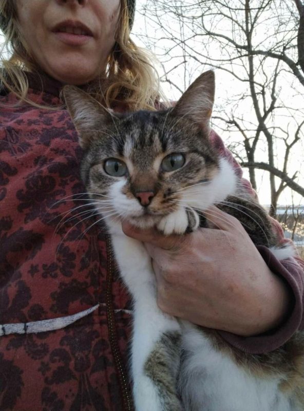 Rosalia - Chat à adopter