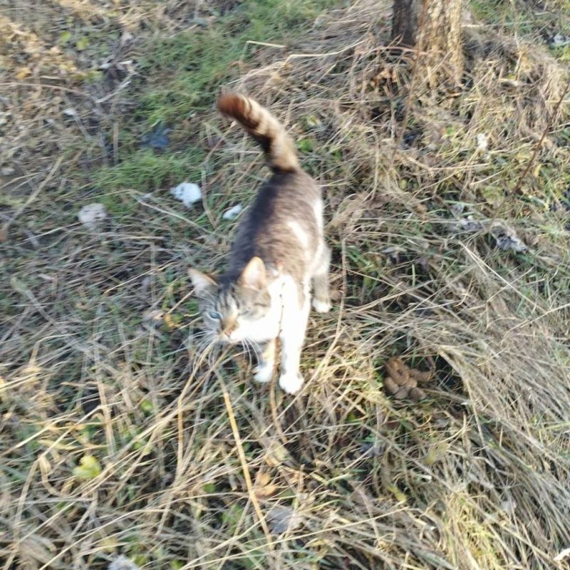 Rosalia - Chat à adopter - photo 4