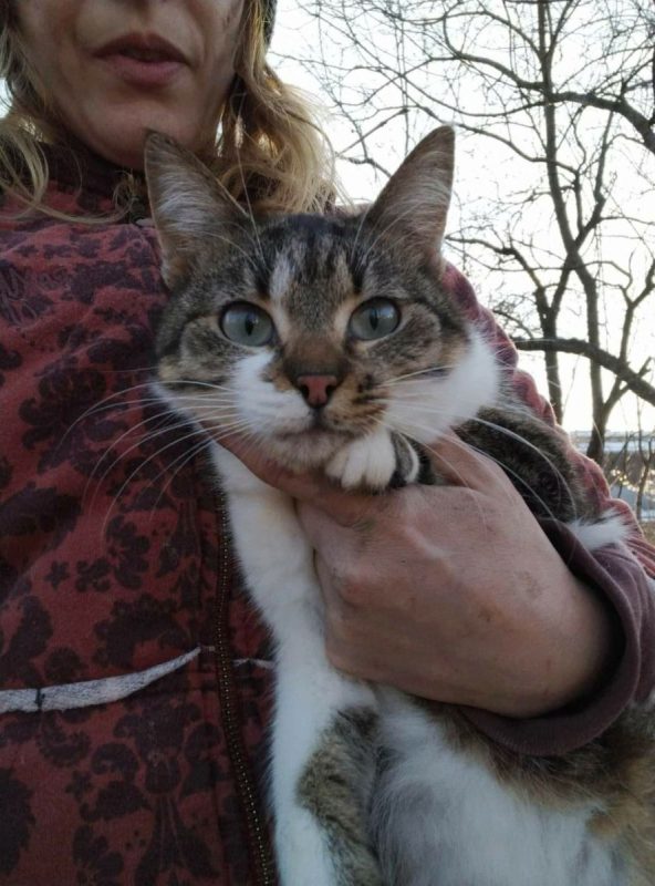 Rosalia - Chat à adopter - photo 2