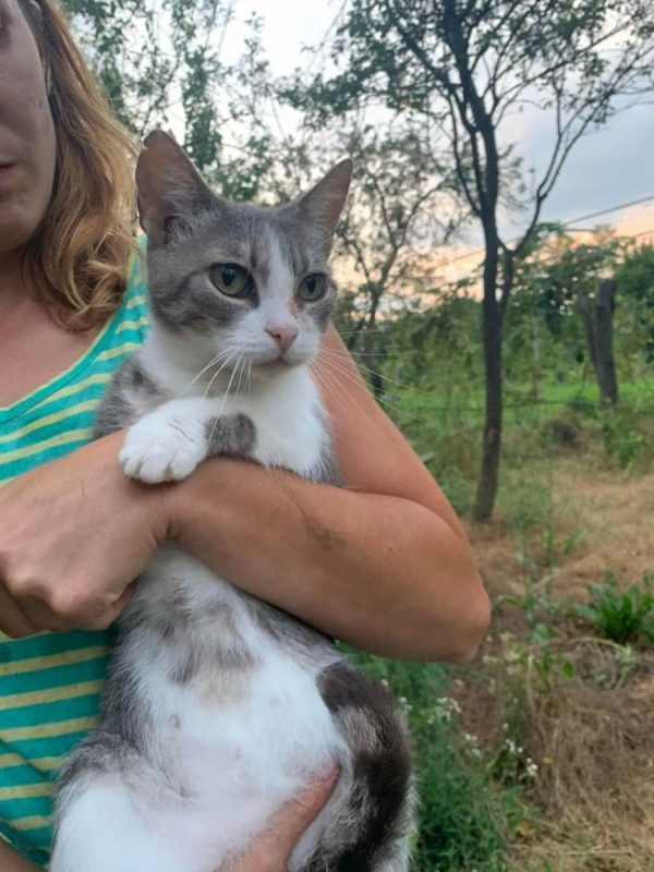 Inima - Chat à adopter
