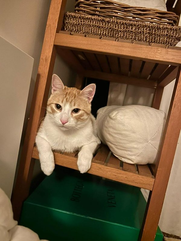 Miki - Chat Européen à adopter - photo 3