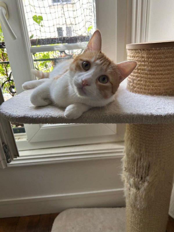 Miki - Chat Européen à adopter - photo 4