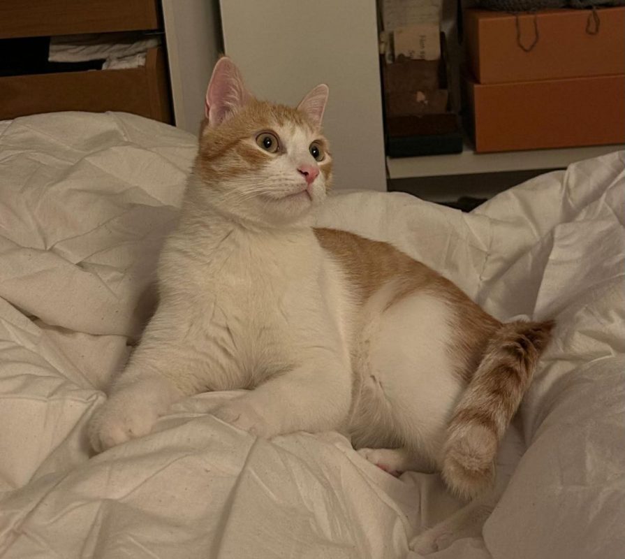 Miki - Chat Européen à adopter