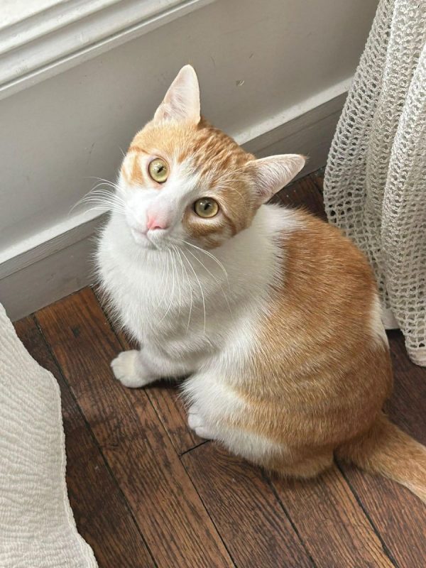 Miki - Chat Européen à adopter - photo 5
