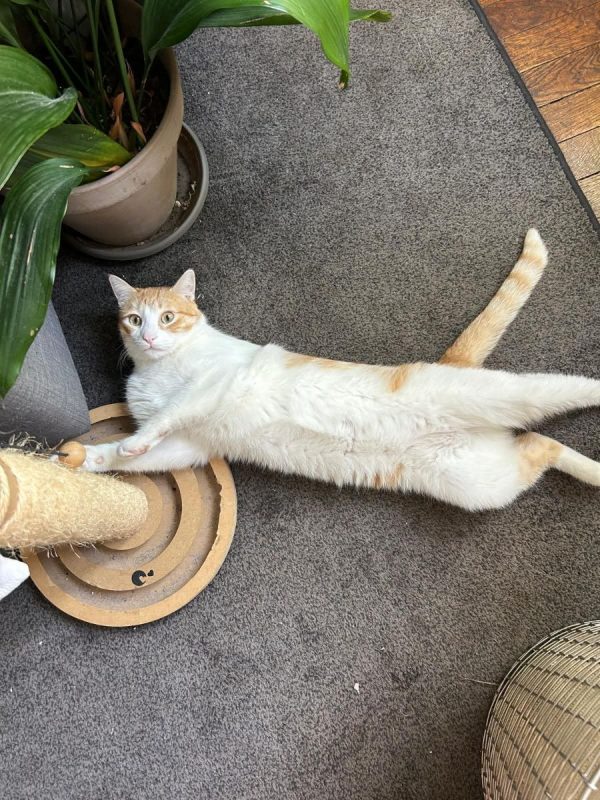 Miki - Chat Européen à adopter - photo 2