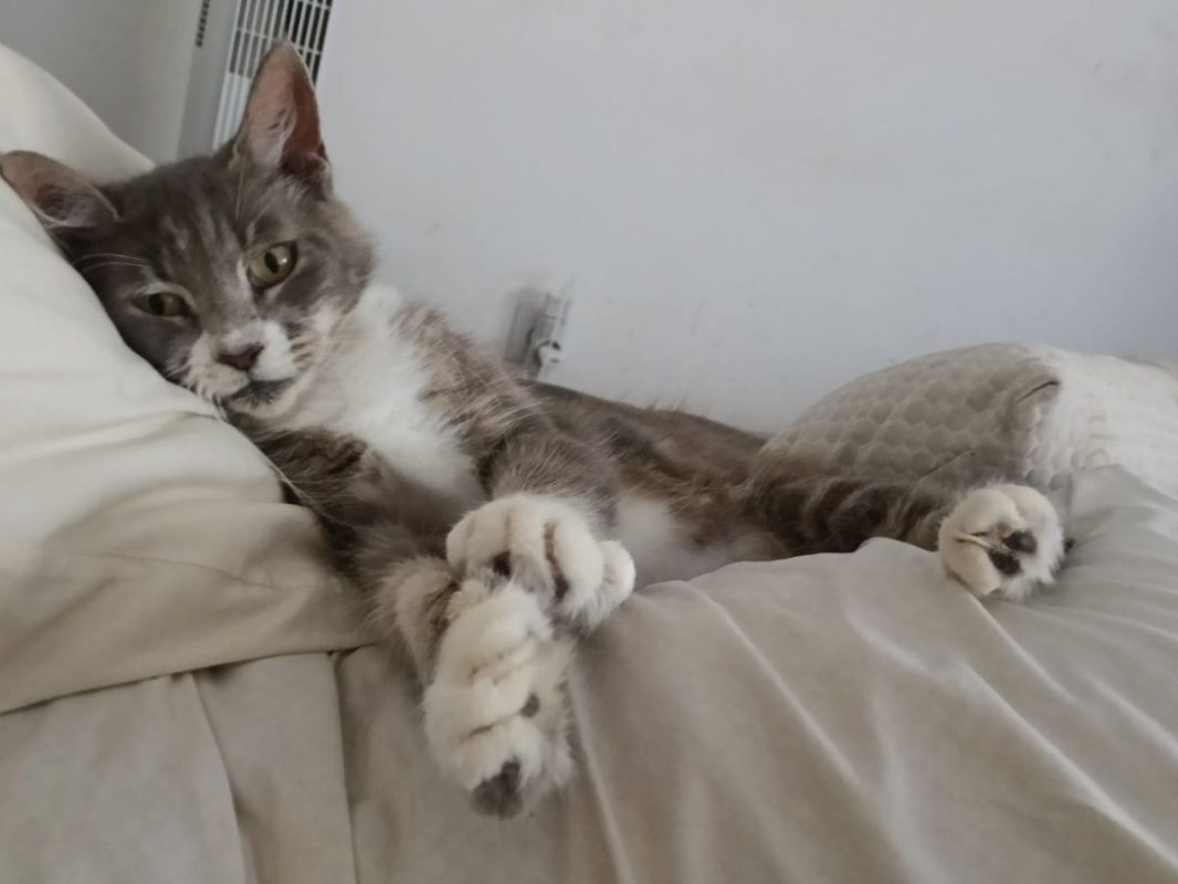 AMELIA - Chat à adopter - photo 5