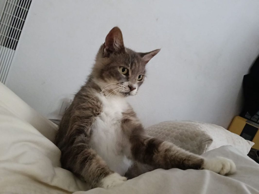 AMELIA - Chat à adopter