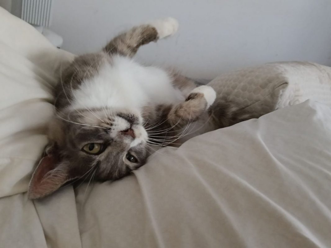 AMELIA - Chat à adopter - photo 7