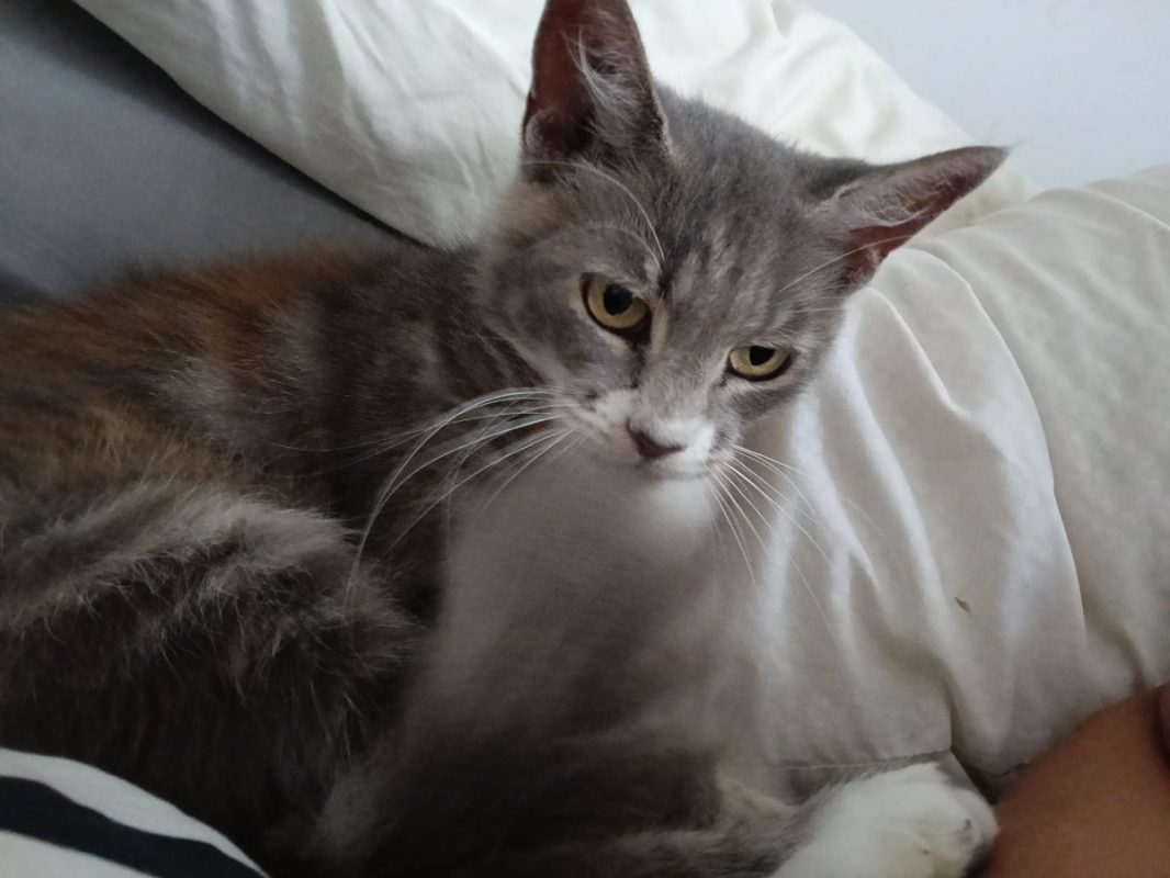 AMELIA - Chat à adopter - photo 6