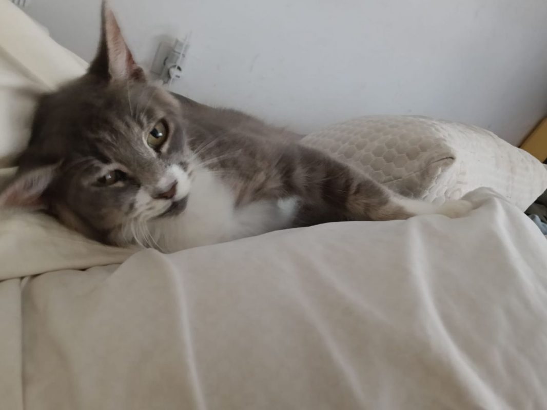AMELIA - Chat à adopter - photo 2