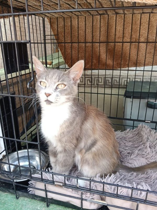 AMELIA - Chat à adopter - photo 3