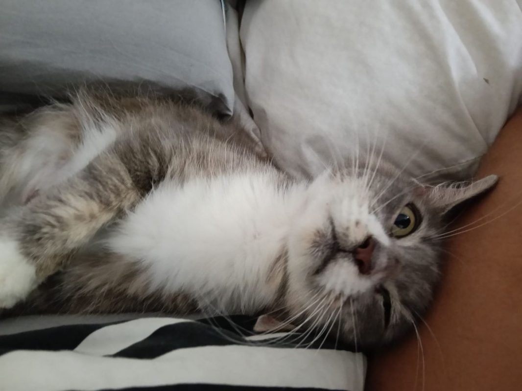 AMELIA - Chat à adopter - photo 4
