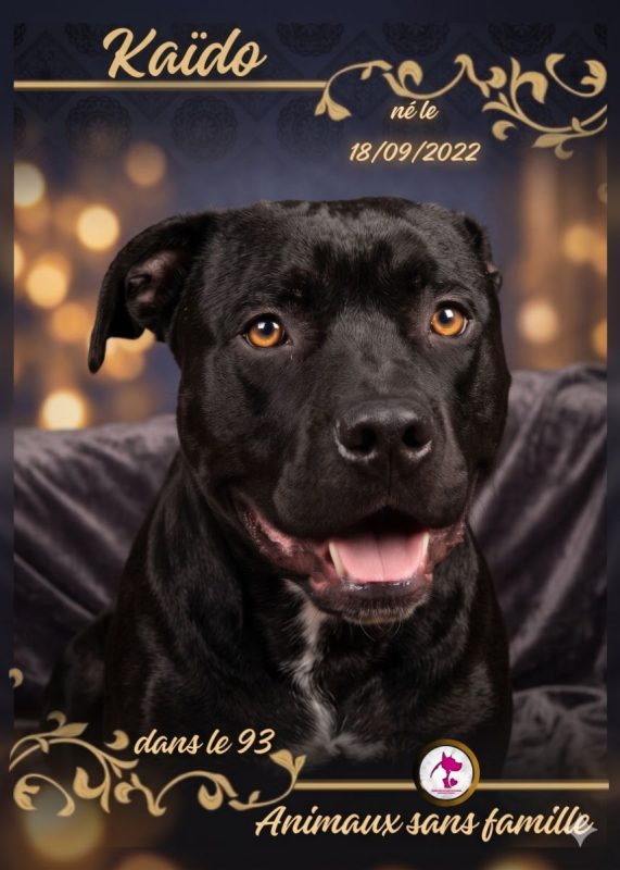 Kaïdo - Chien Cane Corso à adopter