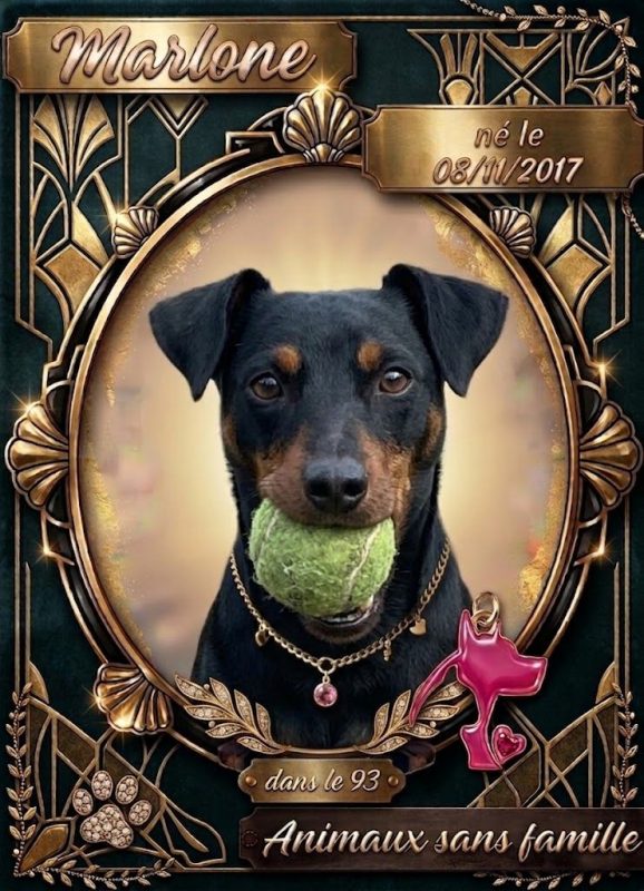 Marlone - Chien Pinscher à adopter