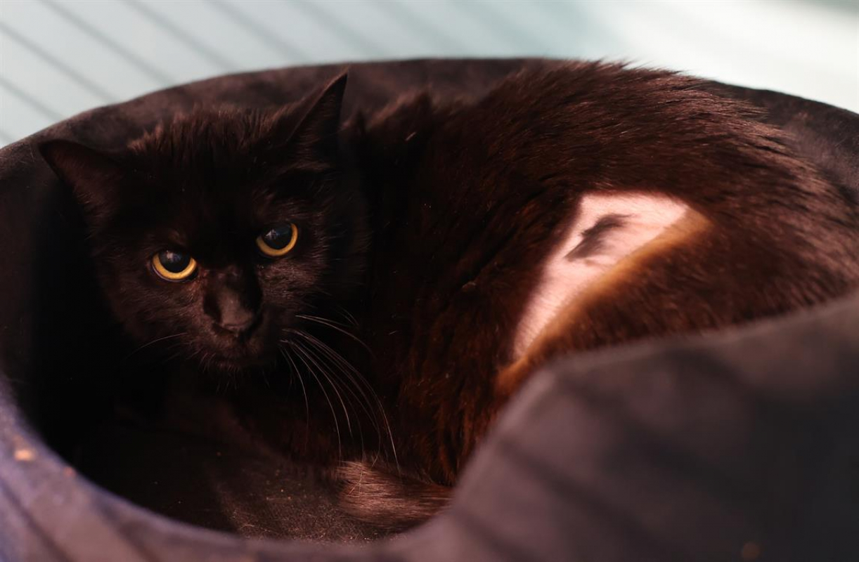 Photo #1 de Annabelle