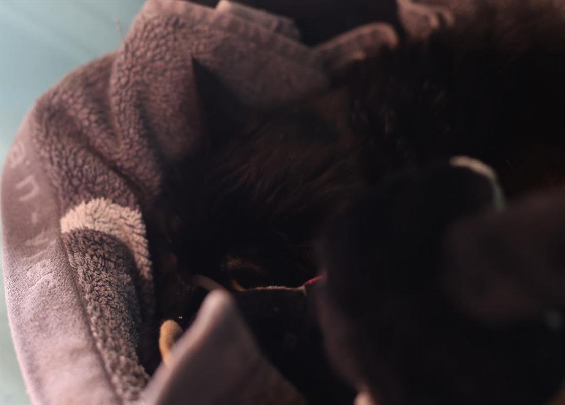 Photo #2 de Annabelle