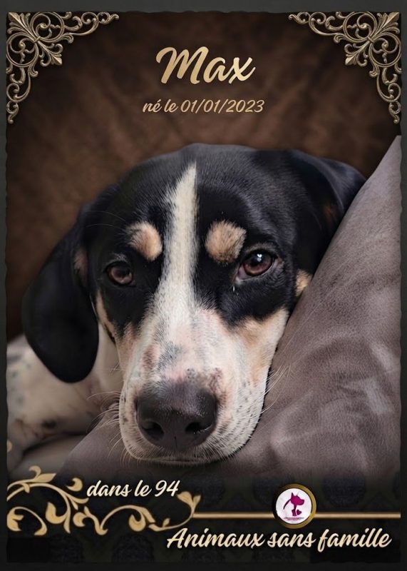 Max - Chien Ariégeois à adopter