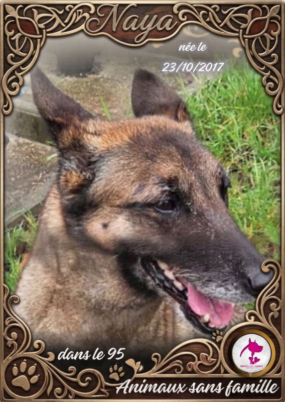 Naya - Chien Berger Belge Malinois à adopter