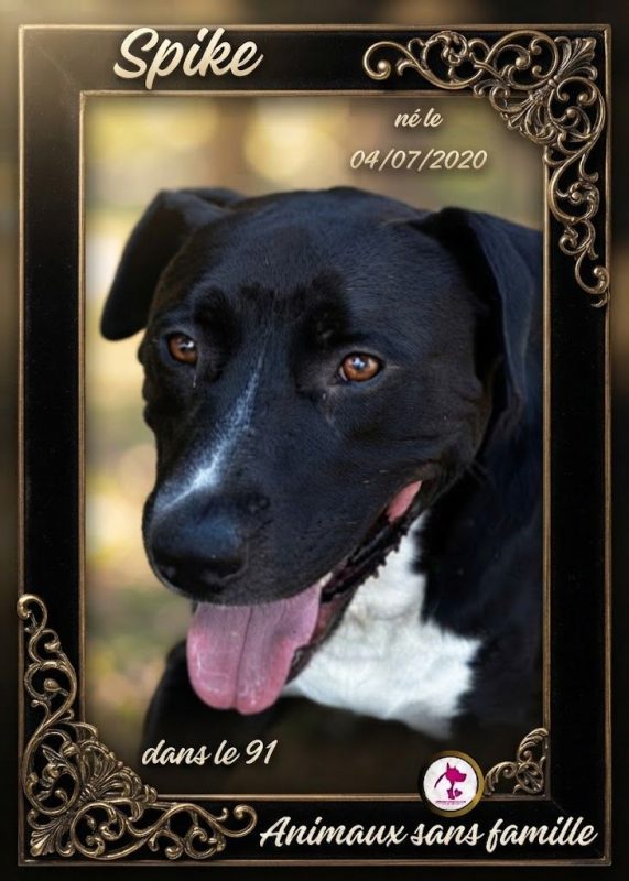 Spike - Chien Labrador-Retriever à adopter
