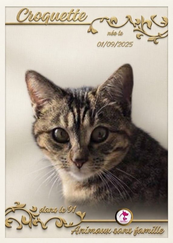 Croquette - Chat Européen à adopter