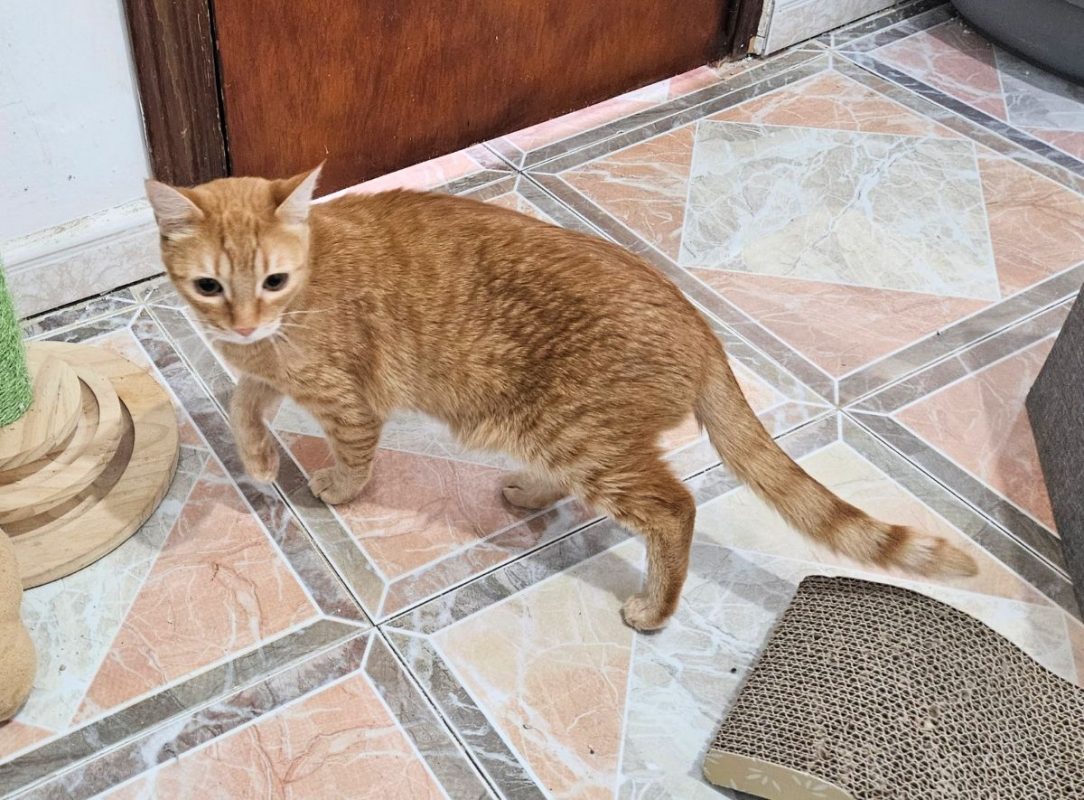 Pipo et Felipe - Chat à adopter - photo 6