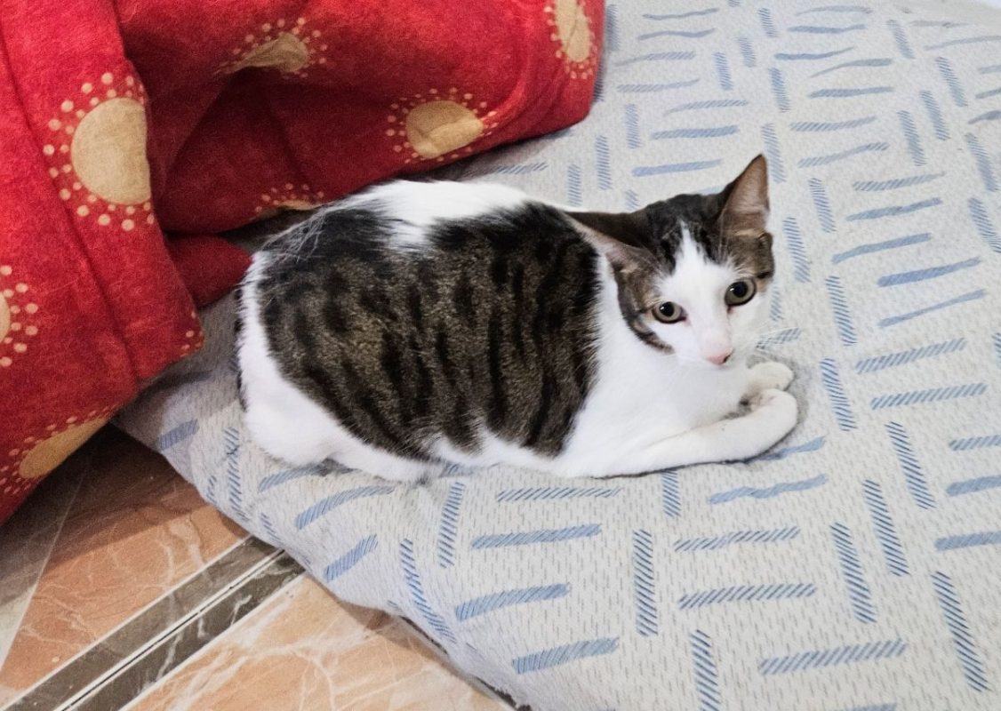 Pipo et Felipe - Chat à adopter - photo 2